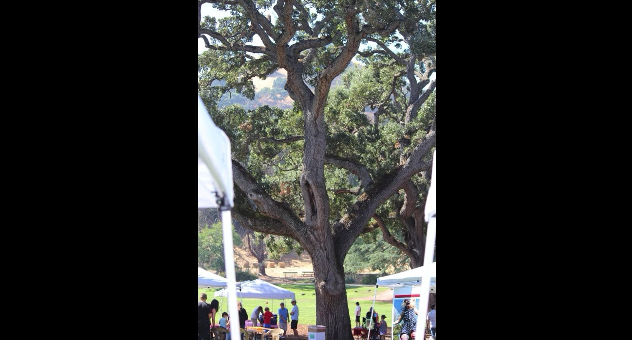 Bay Area Nephrotic Syndrome Day Camp at TTFF
